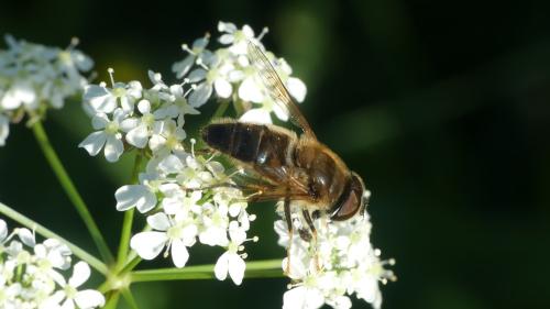 Réf. 358 497 : Eristalis pertinax